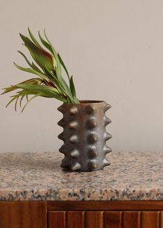 a plant in a vase sitting on top of a counter