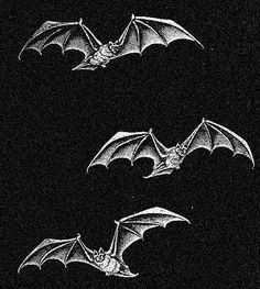 three bats flying in the dark with their wings spread out, and one is upside down