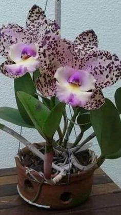 a potted plant with purple and white flowers