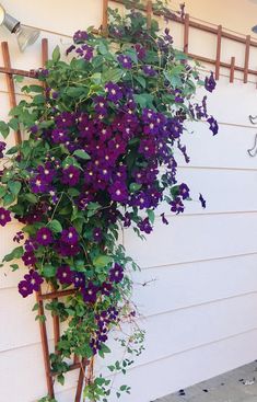 purple flowers growing on the side of a house