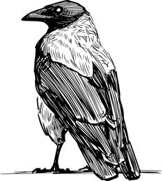 a black and white drawing of a bird sitting on top of a tree branch, looking to the side