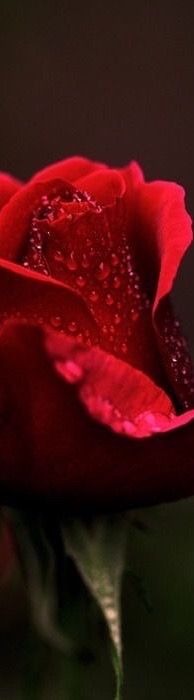 a single red rose with water droplets on it's petals is shown in close up