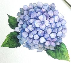 a watercolor painting of a blue hydrangea flower with green leaves on it