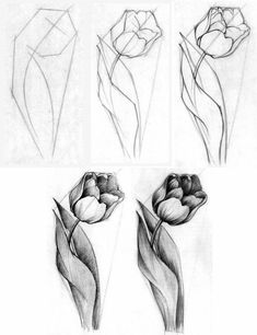 four different types of flowers drawn in pencil