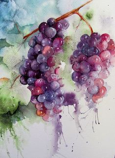 a watercolor painting of grapes hanging from a branch