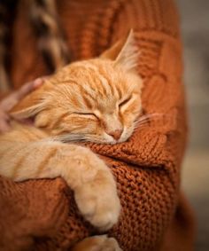 an orange cat sleeping on top of a person's arm with its eyes closed