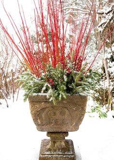 a potted plant with red stems and snow on the ground in front of trees