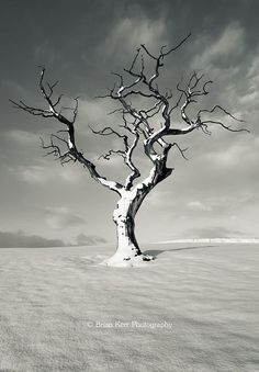 black and white photograph of a bare tree in the middle of winter with snow on the ground