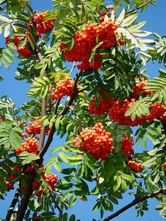 red berries are growing on the branches of a tree with blue sky in the background