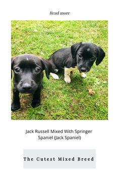 two puppies standing next to each other in the grass with text reading jack russell mixed with springer spaniel