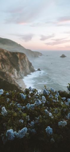 blue flowers growing on the side of a cliff next to the ocean