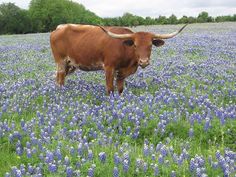 a brown cow standing in a field of blue flowers