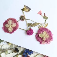 pressed flowers on white paper with pink and purple petals