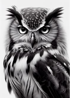 black and white photograph of an owl with big eyes