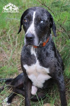 a black and white dog sitting in the grass