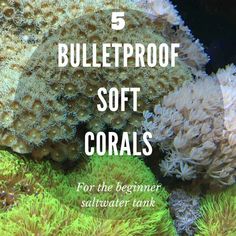 the words 5 bulletproof soft corals for the beginner saltwater tank are shown