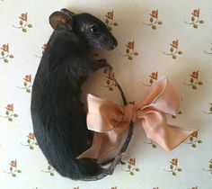 a rat with a bow on it's back