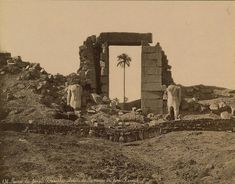 an old photo of two men standing in front of a stone wall and palm tree