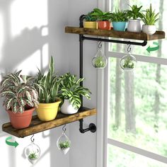 several potted plants are displayed on shelves in front of a window