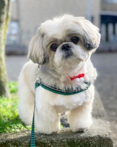 a small white dog standing on top of a stone wall next to a tree and grass