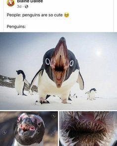 an image of penguins with their mouths open and one penguin has it's mouth open