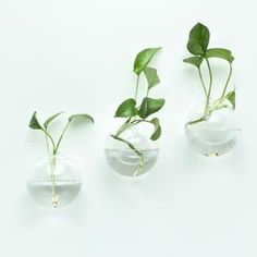 three glass vases filled with plants on top of a white surface, one containing water and the other containing green leaves