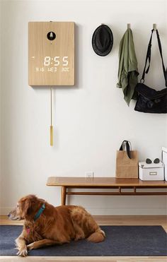 a brown dog laying on top of a blue rug next to a wooden bench and coat rack