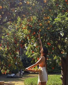 a woman reaching up to pick an orange from a tree with lots of fruit on it