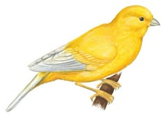 a yellow bird sitting on top of a wooden stick