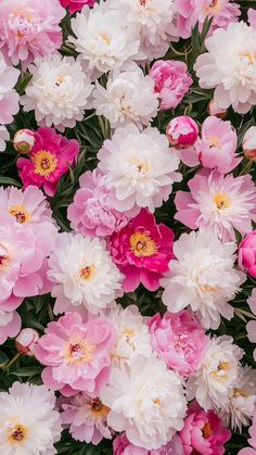 many pink and white flowers are together