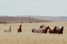 four horses are standing in the tall grass