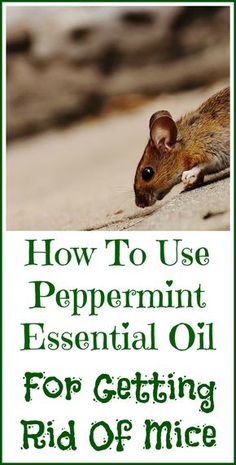 a mouse crawling on the ground with text overlay how to use peppermint essential oil for getting rid of mice