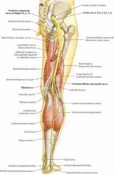 the anatomy of the leg and its major muscles, including the tendor system to the lower limb