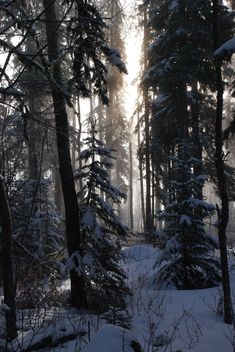 the sun is shining through the trees in the snow