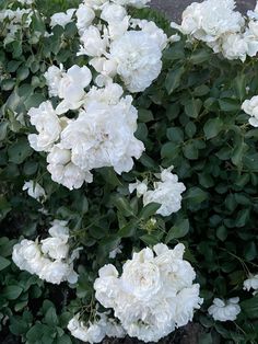 white flowers are blooming in the garden