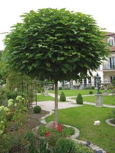 a large green tree sitting in the middle of a garden