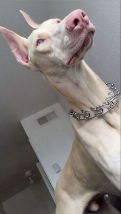 a white dog wearing a chain around its neck looking up at the sky with his tongue hanging out