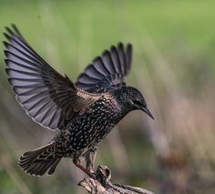 a small bird with its wings spread out sitting on a tree branch in the grass