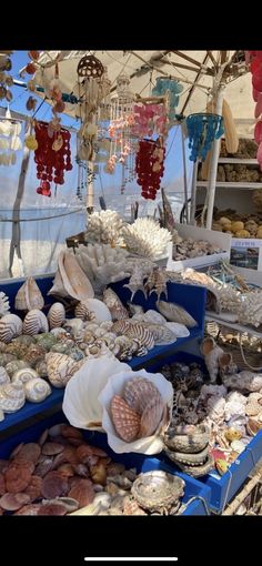 various seashells on display under a tent