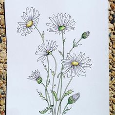 a drawing of daisies in a vase on a rock wall next to rocks and pebbles