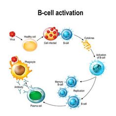 an image of the life cycle of a cell