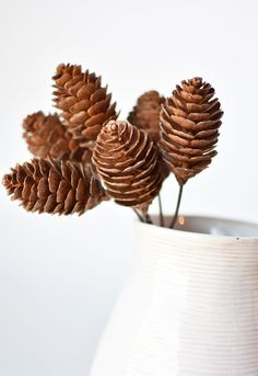 some pine cones are in a white vase