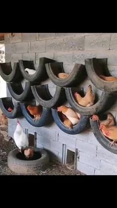 there are many chickens that are eating out of the troughs on the building wall