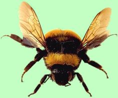 a close up of a bee on a green background