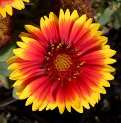 a yellow and red flower with green leaves in the backgrounnd, close up