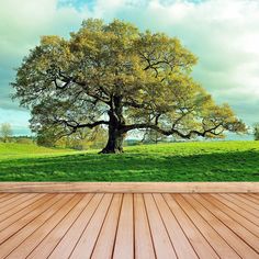 an empty wooden deck with a large tree in the middle and green grass on the other side