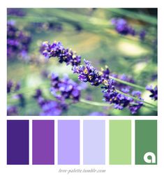 purple and green color palette with lavender flowers