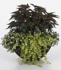 a potted plant with green leaves and white flowers on the bottom, in front of a white background