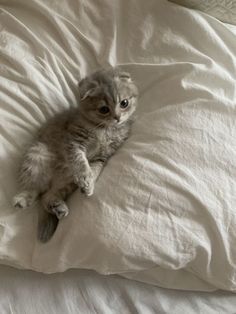 a small kitten laying on top of a white pillow