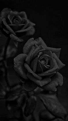 black and white photograph of two roses